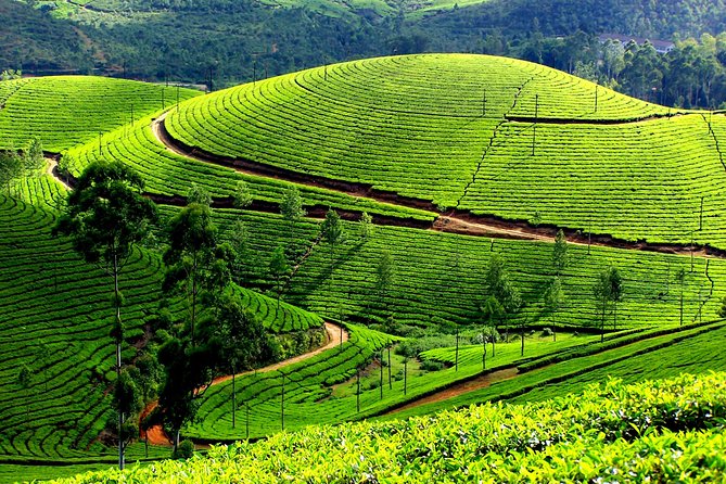 Munnar Alleppey Tour