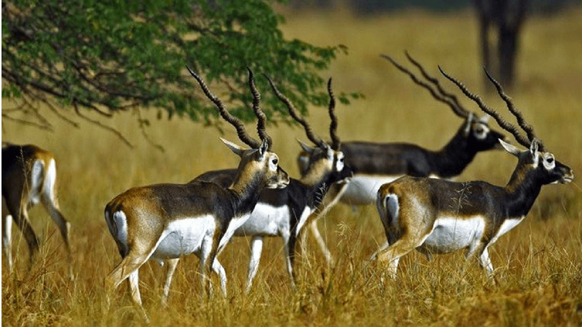 Kutch Rann Utsav Tour